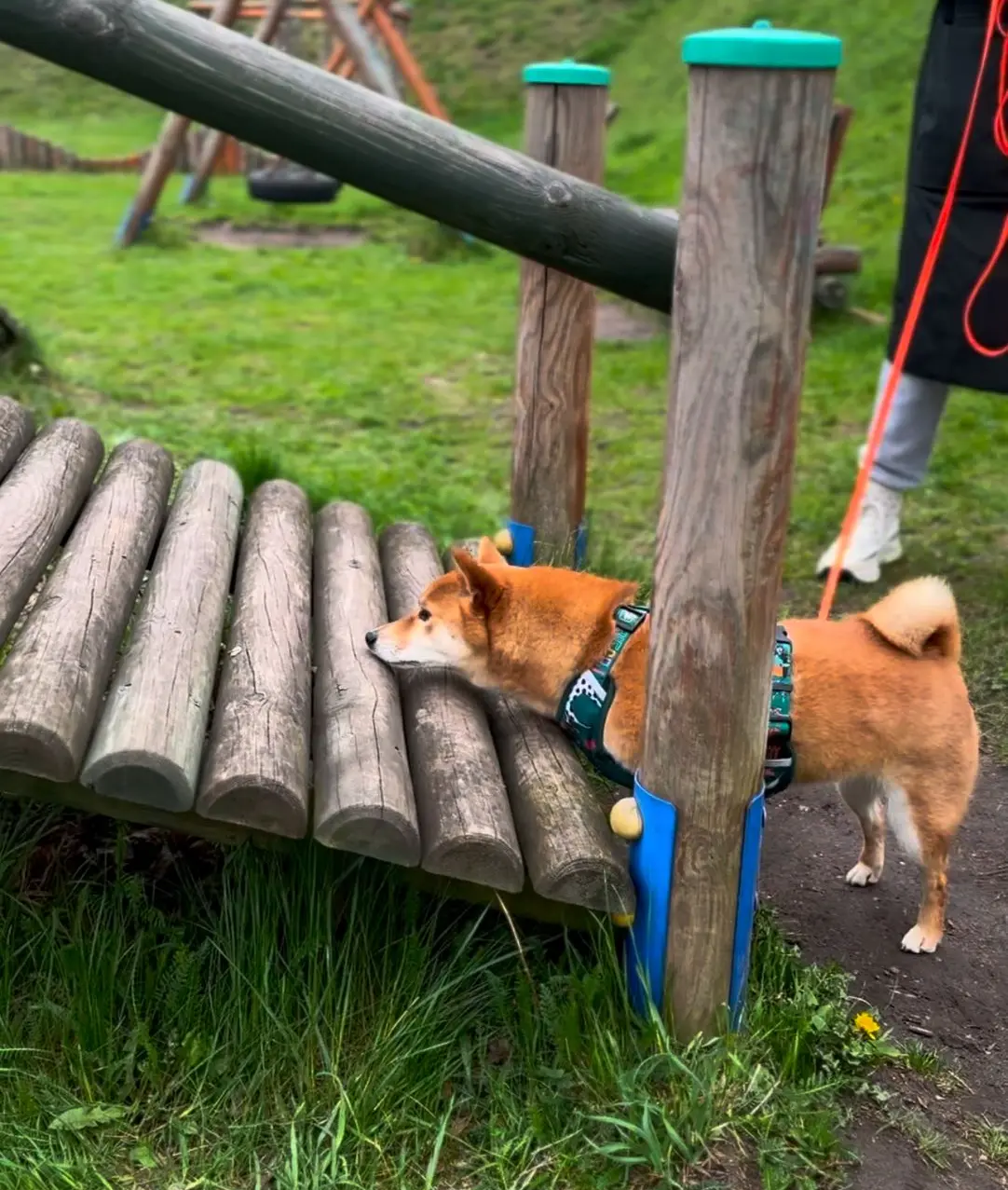 Nosework Psiołączeni